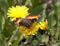 Milberts Tortoiseshell and Dandelions